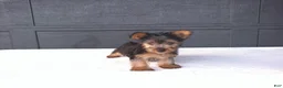 Yorkshire Terrier dogs for sale: Sammy  - Ad 1
