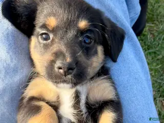 Mixed Breed dogs Millie - Ad 27