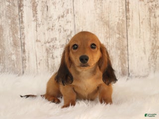 Dachshund dogs - Ad 18