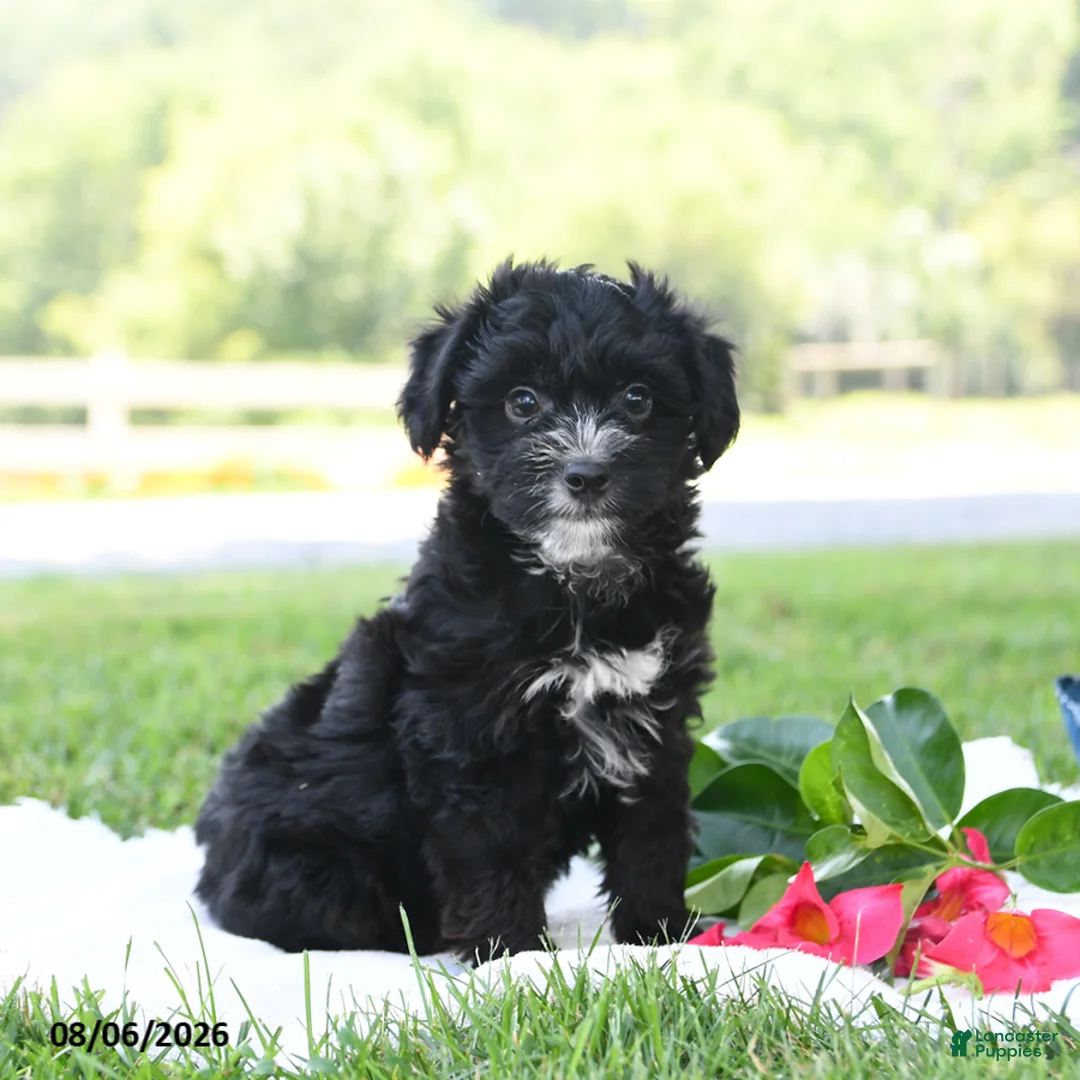 Yorkiepoo dogs for sale: Charlie Harley - Ad 1