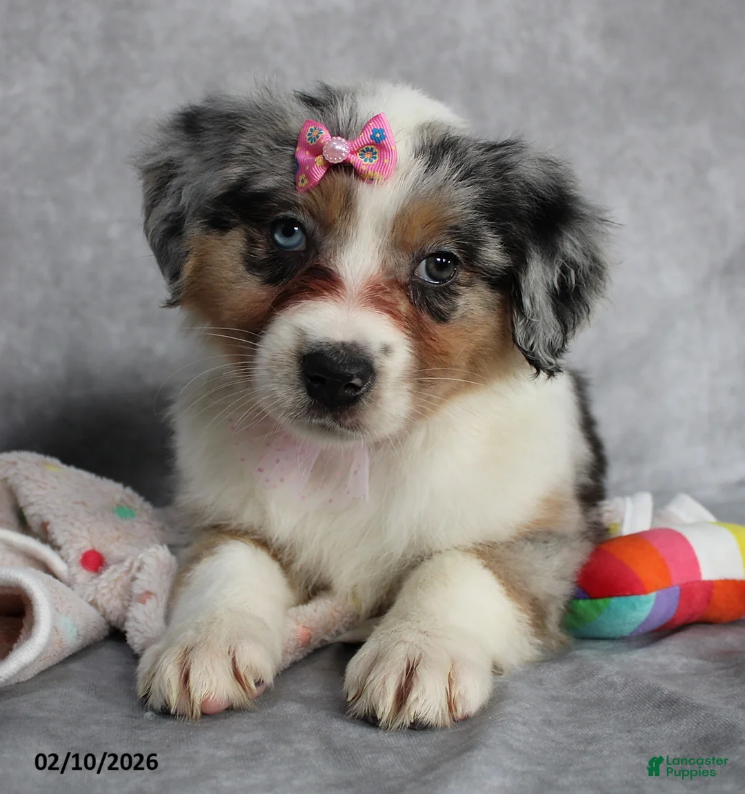 Australian Shepherd dogs for sale: Poppy - Ad 7