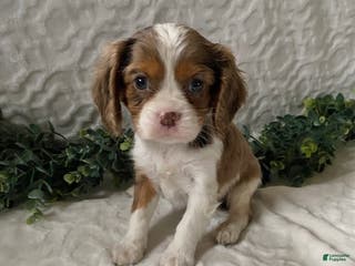 Cavalier King Charles Spaniel dogs Gilbert- Chocolate merle - Ad 40