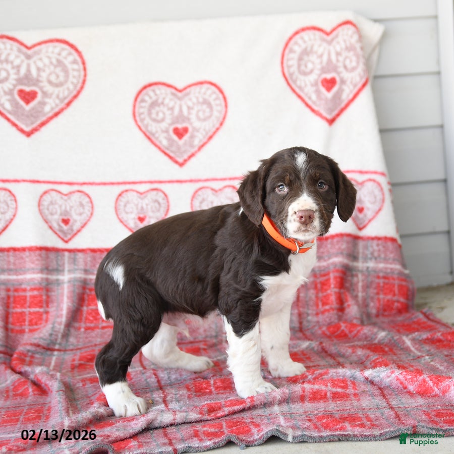 English Springer Spaniel dogs Duess - Ad 2