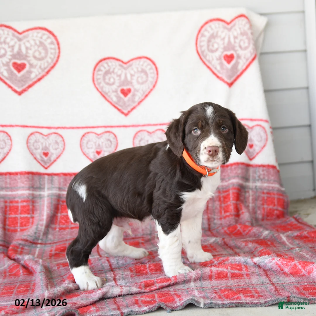 English Springer Spaniel dogs for sale: Duess - Ad 2