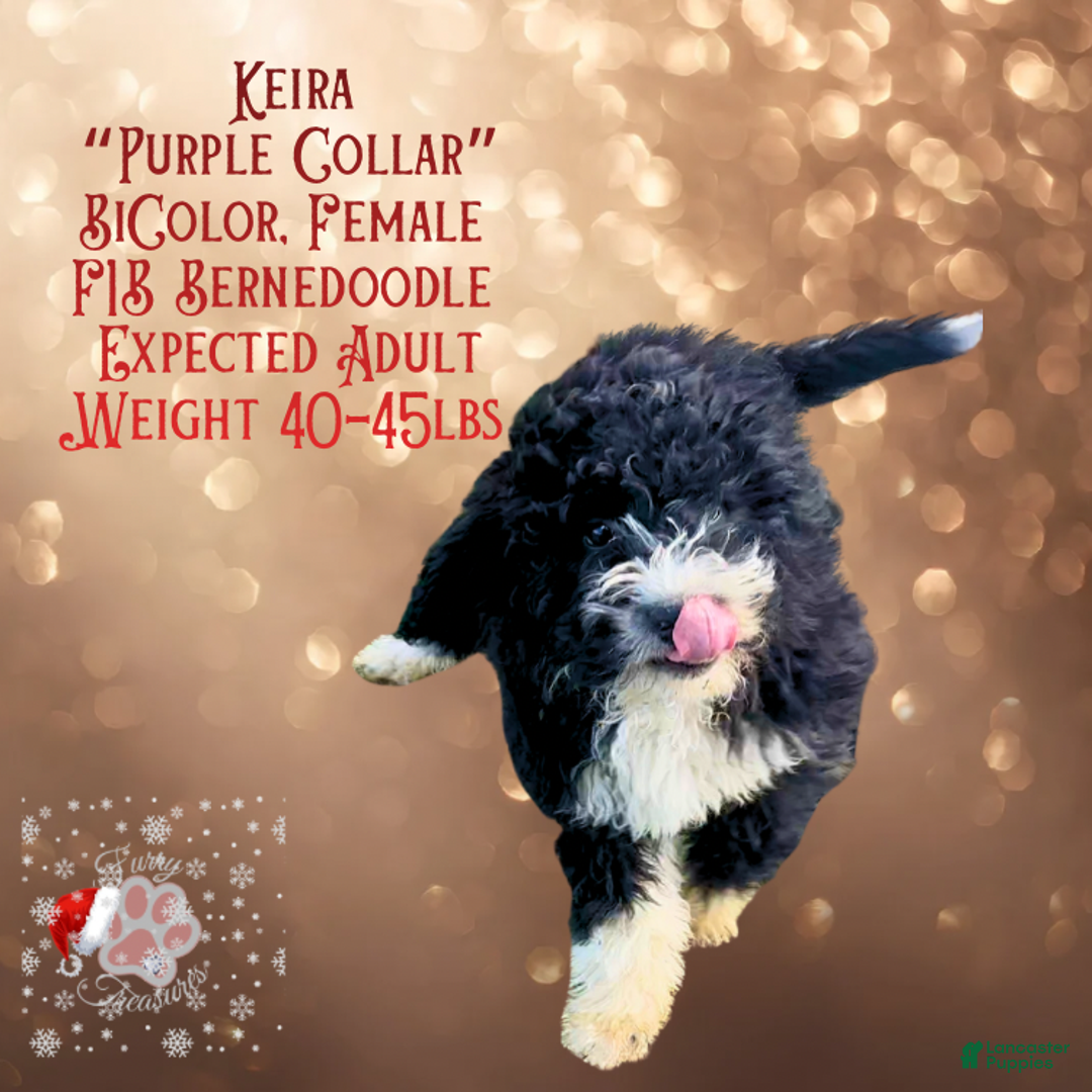 Mini Bernedoodle dogs for sale: Keira “Lavender Collar” Female - Ad 2