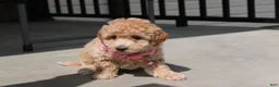 Bichpoo dogs for sale: Stella  - Ad 3