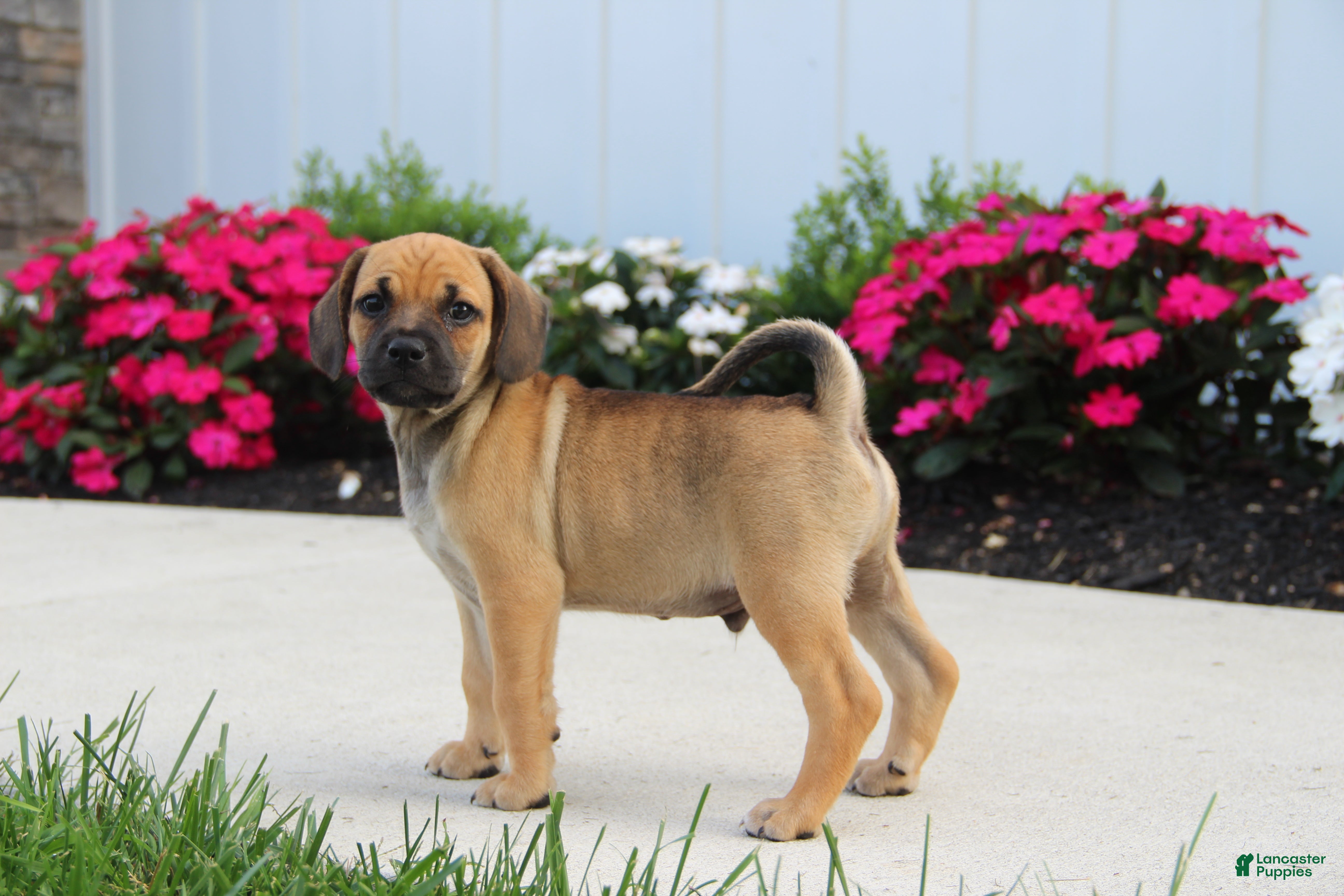 Puggle dogs Colorado - Ad 2