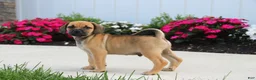 Puggle dogs for sale: Colorado - Ad 2