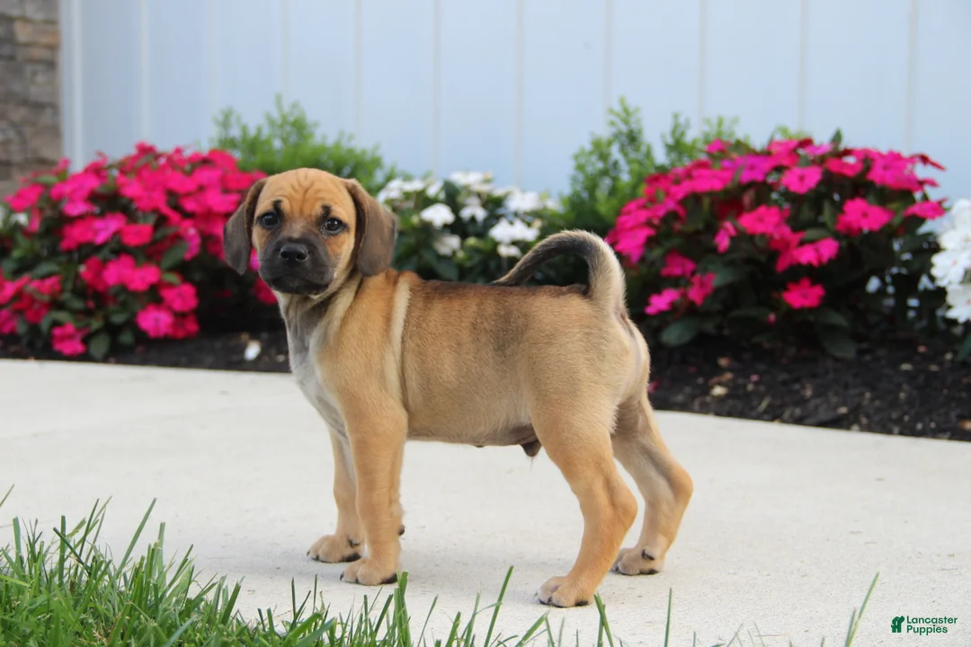Puggle dogs for sale: Colorado - Ad 2