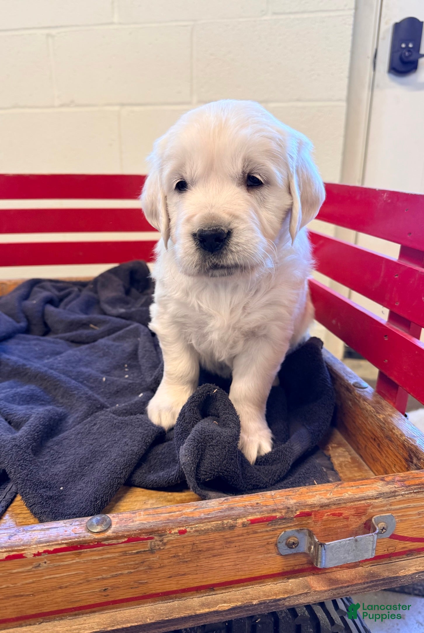 Golden Retriever dogs Clara - Ad 2