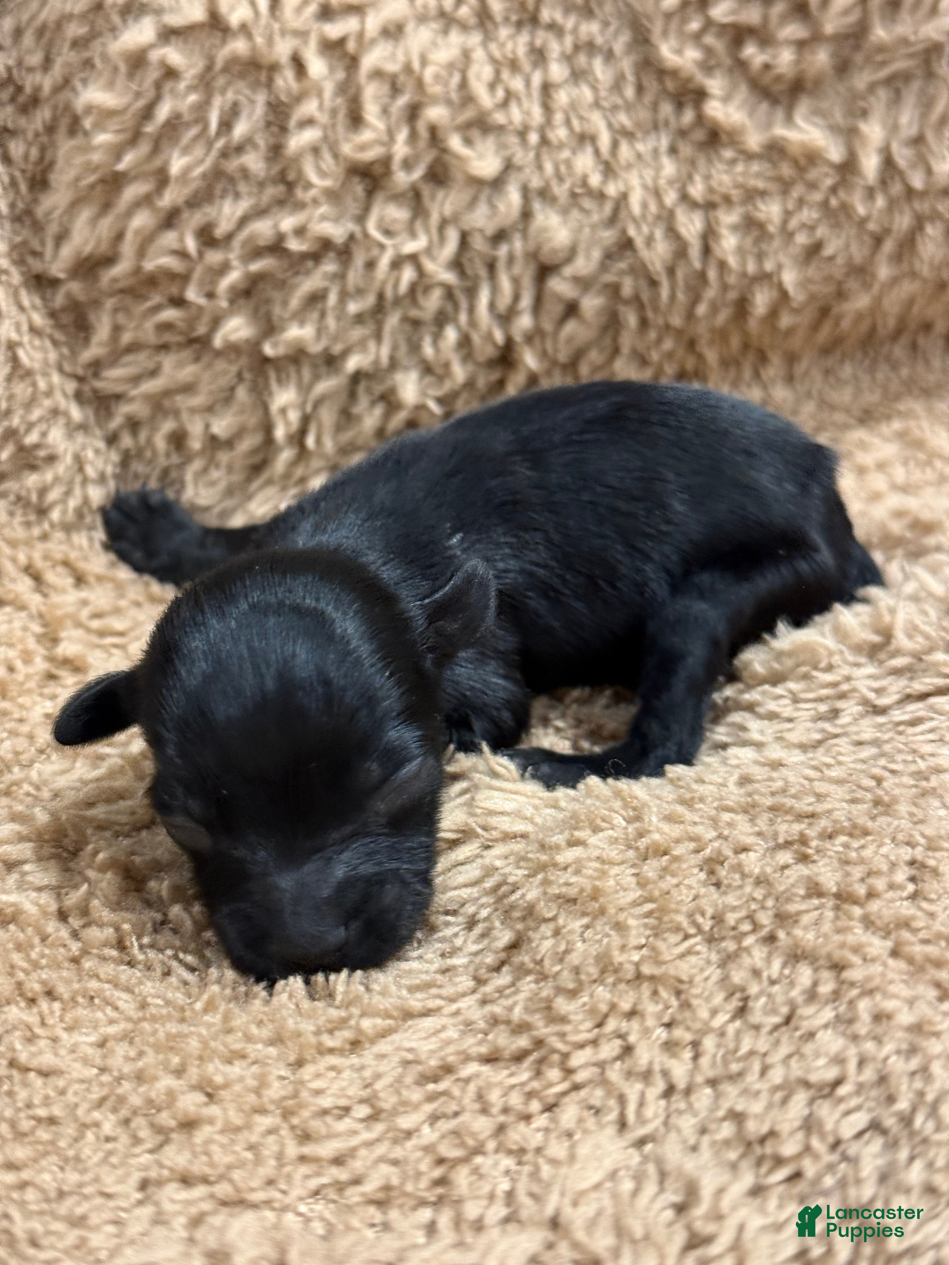Miniature Schnauzer dogs George - Ad 5