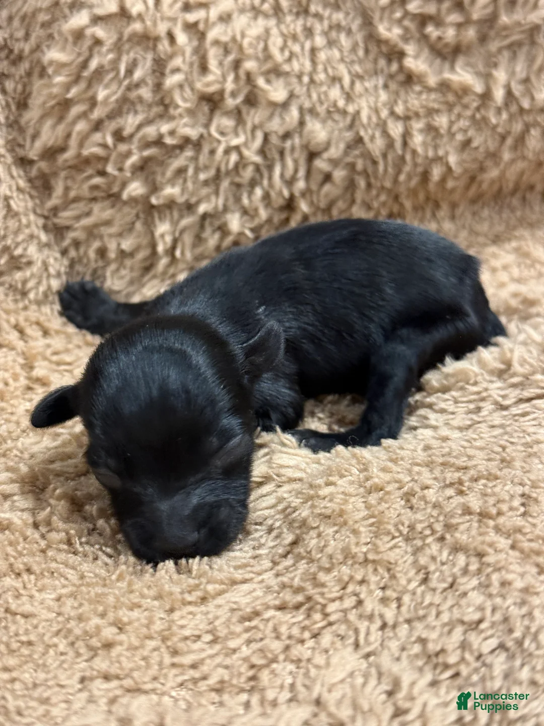 Miniature Schnauzer dogs for sale: George - Ad 1