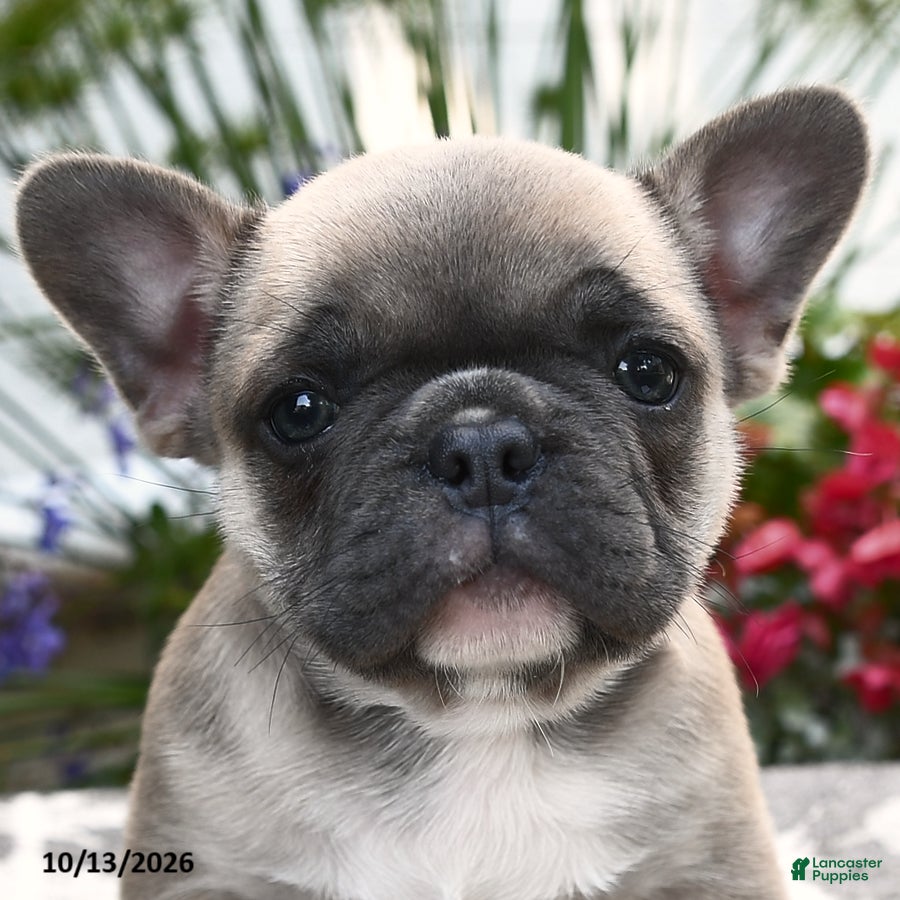 French Bulldog dogs for sale: Polaris - Ad 1