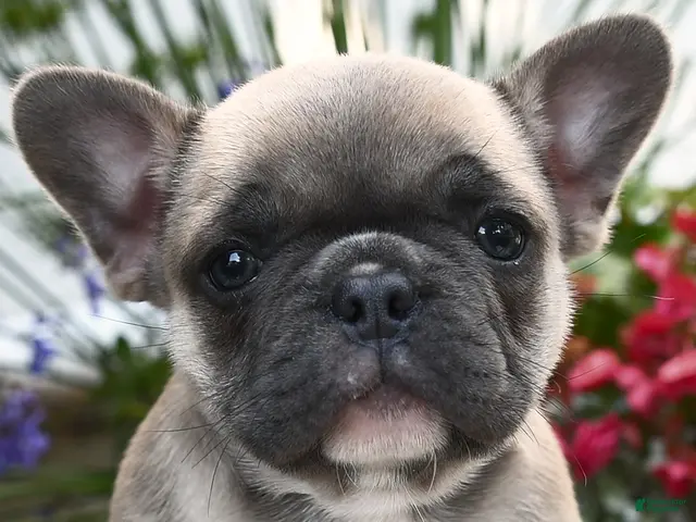 French Bulldog dogs for sale: Polaris - Ad 1