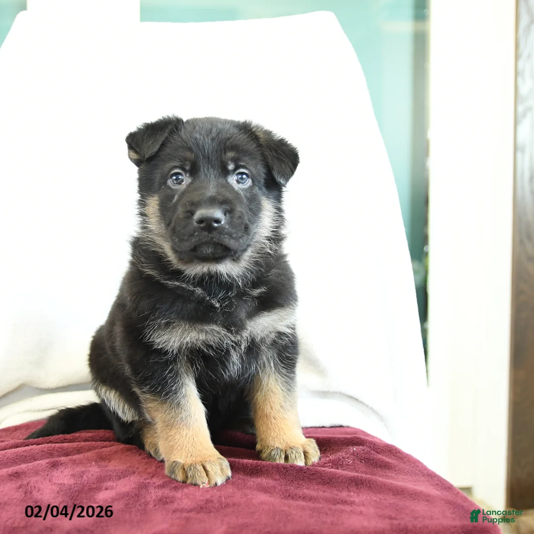 German Shepherd dogs for sale: Arty - Ad 3