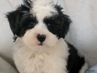 Havanese dogs - Ad 35