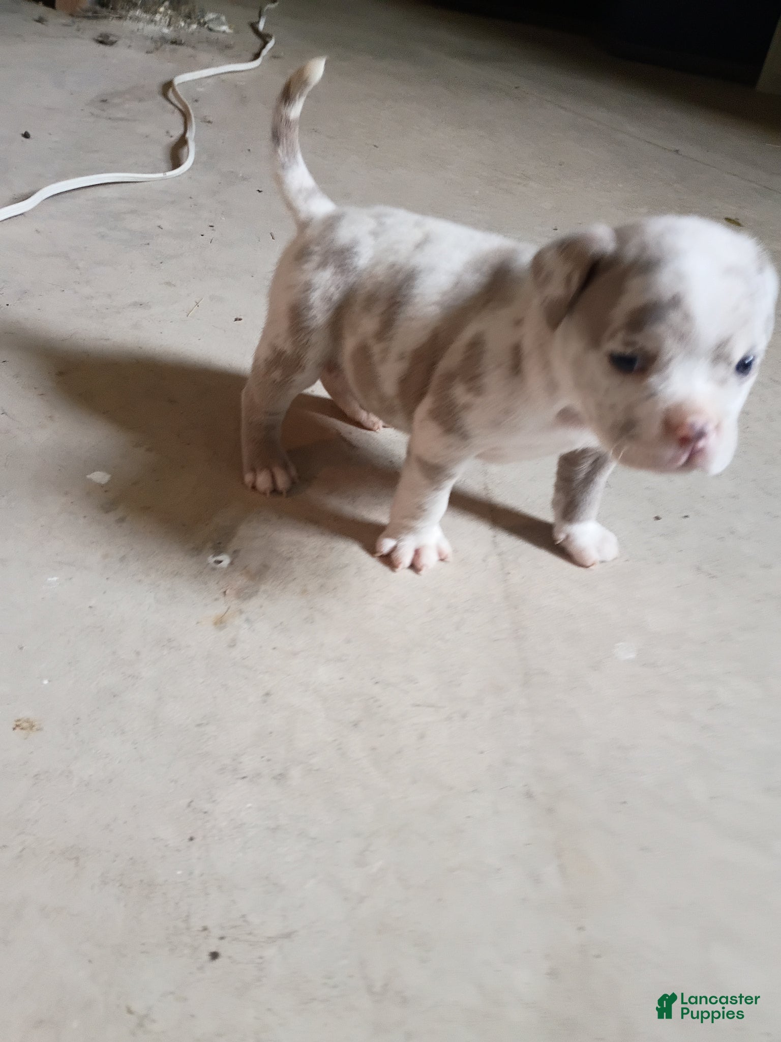 American Bully dogs American Bully Puppy 1 - Ad 2