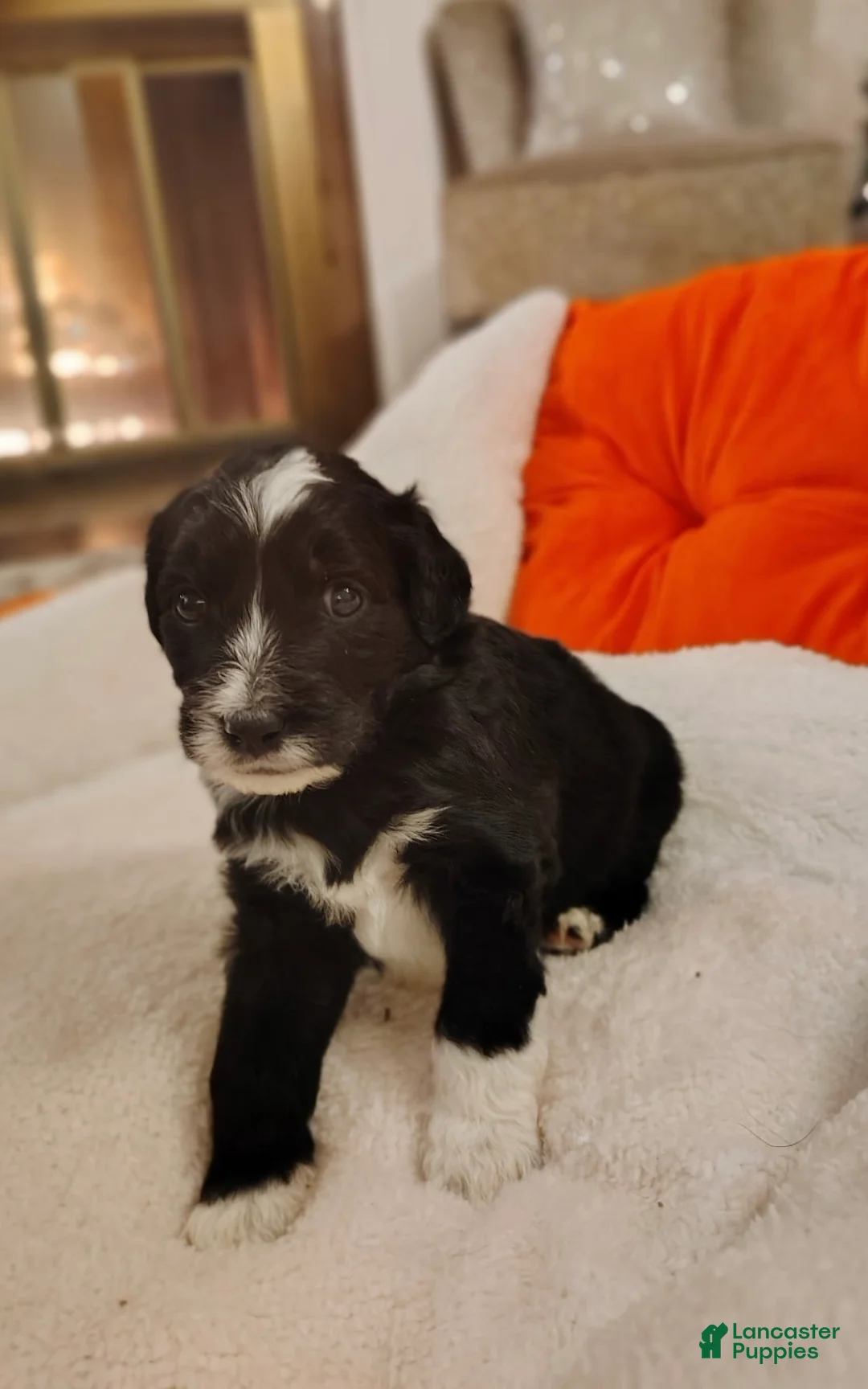 Aussiedoodle dogs for sale: Aussiedoodle Puppy 6 - Ad 1
