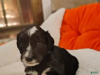 Aussiedoodle dogs Aussiedoodle Puppy 6 - Ad 32