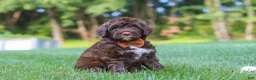 Portuguese Water Dog dogs for sale: Dax - Ad 4