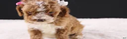 Mini Goldendoodle dogs for sale: Paislee - Ad 9
