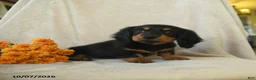 Miniature Dachshund dogs for sale: Kimmy - Ad 3
