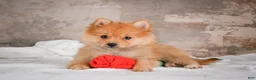 Pomeranian dogs for sale: FLOWER - Ad 6