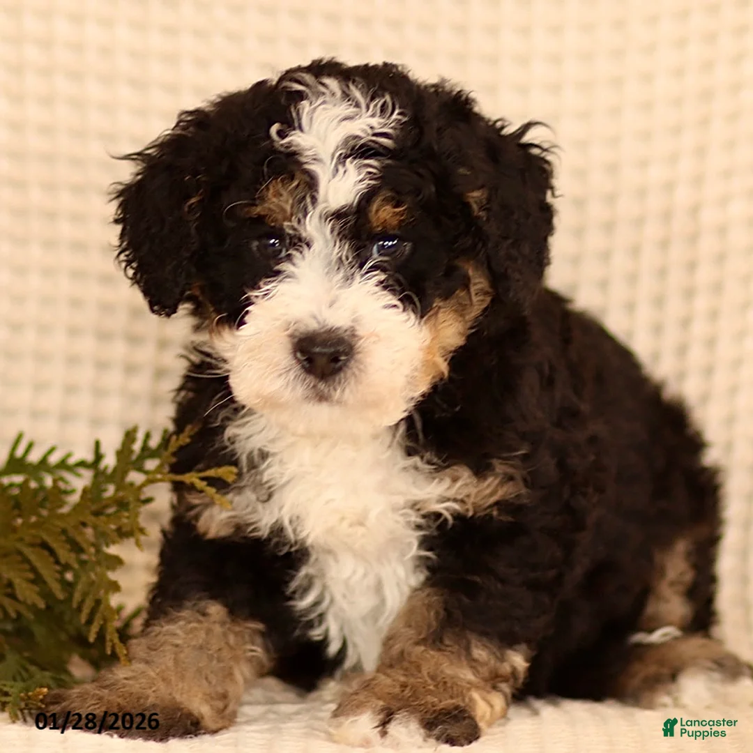 Mini Bernedoodle dogs for sale: Cody - Ad 1