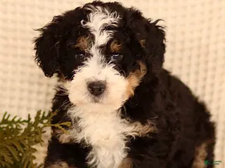 Mini Bernedoodle dogs Cody - Ad 25