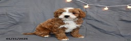 Cavapoo dogs for sale: Mason - Ad 1