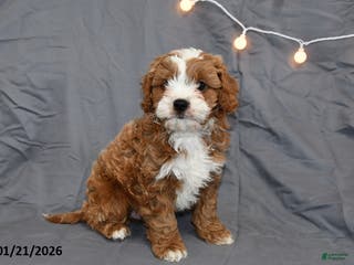 Cavapoo dogs for sale: Mason - Ad 2