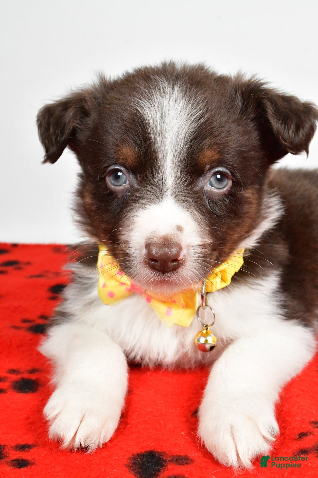 Mini Aussiedoodle dogs for sale: Samson - Ad 5