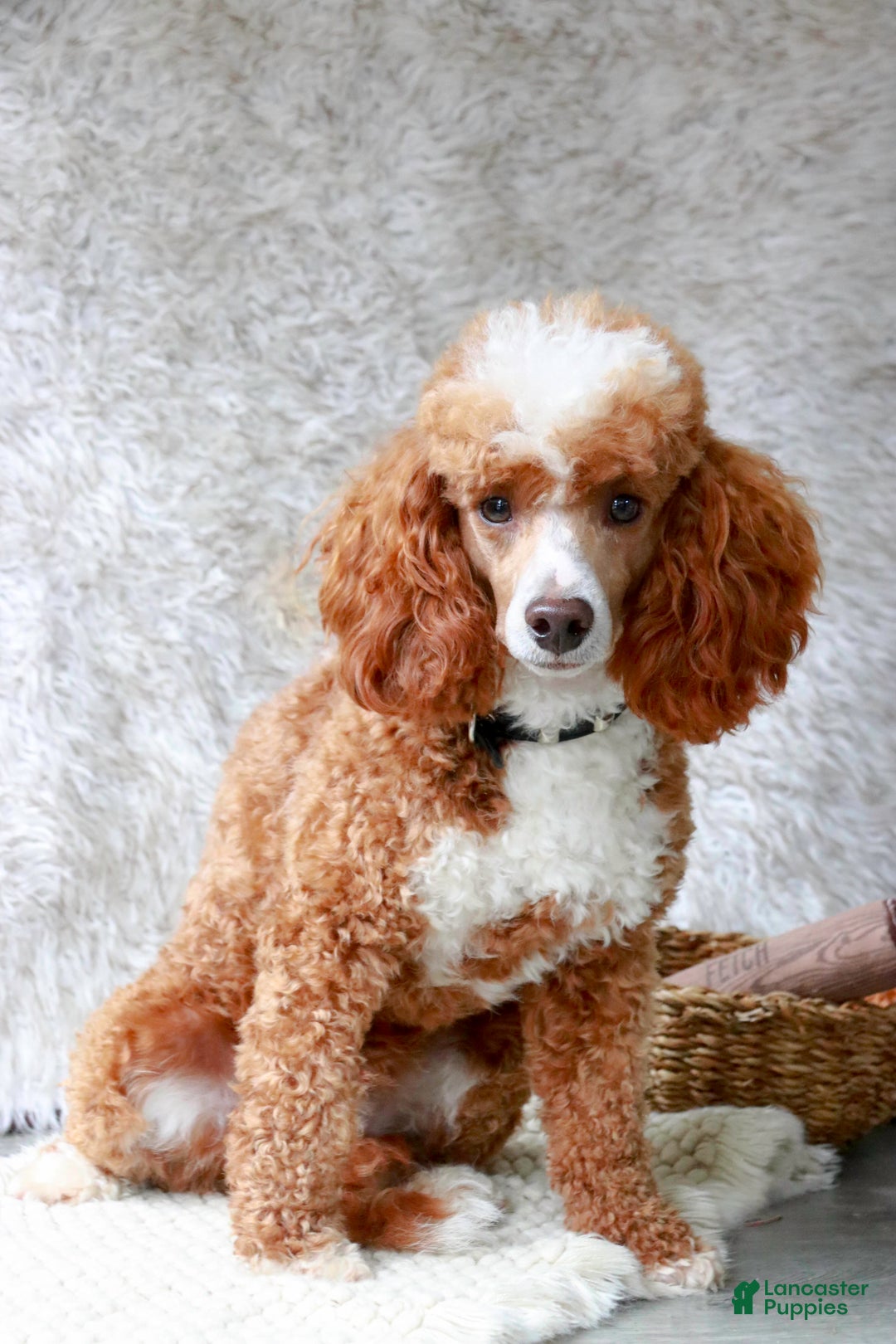 Miniature Poodle dogs for sale: Ramsey - Ad 9