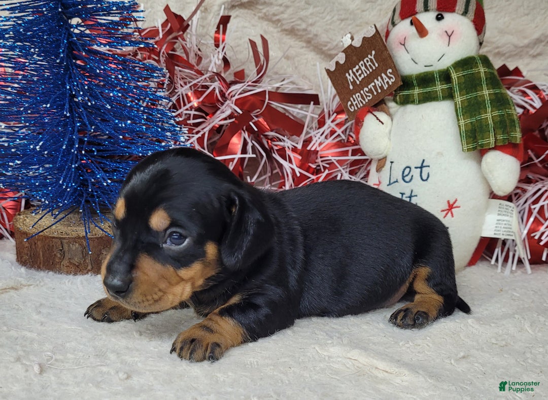 Miniature Dachshund dogs for sale: AKC Major - Ad 4