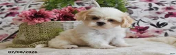 Shih Tzu dogs for sale: Mac - Ad 5