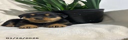 Rottweiler dogs for sale: Bella   - Ad 2