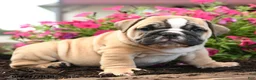 English Bulldog dogs for sale: Yana - Ad 5