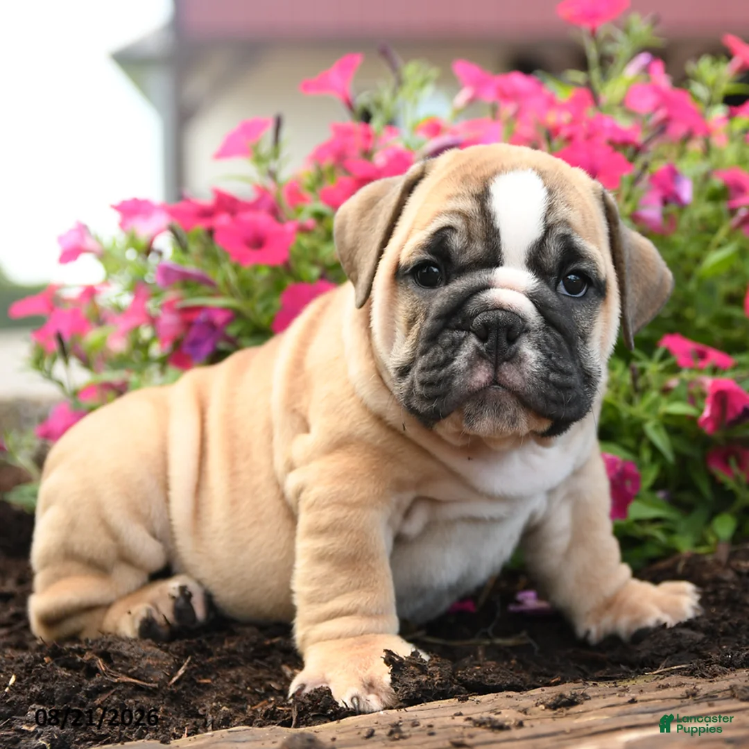 English Bulldog dogs for sale: Yana - Ad 5