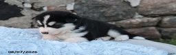 Alaskan Malamute dogs for sale: Timber - Ad 1