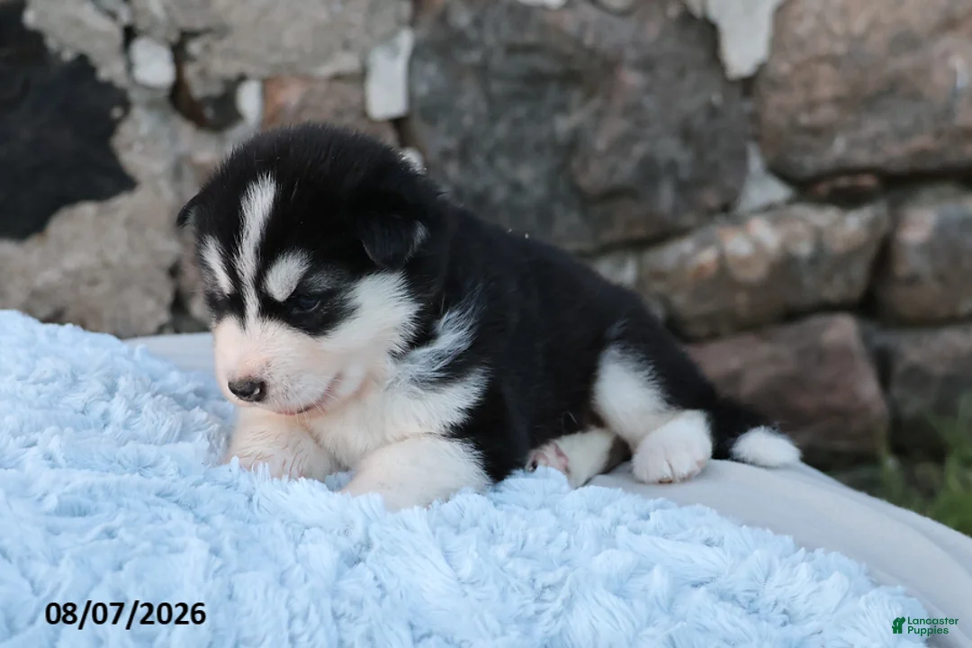 Alaskan Malamute dogs for sale: Timber - Ad 1