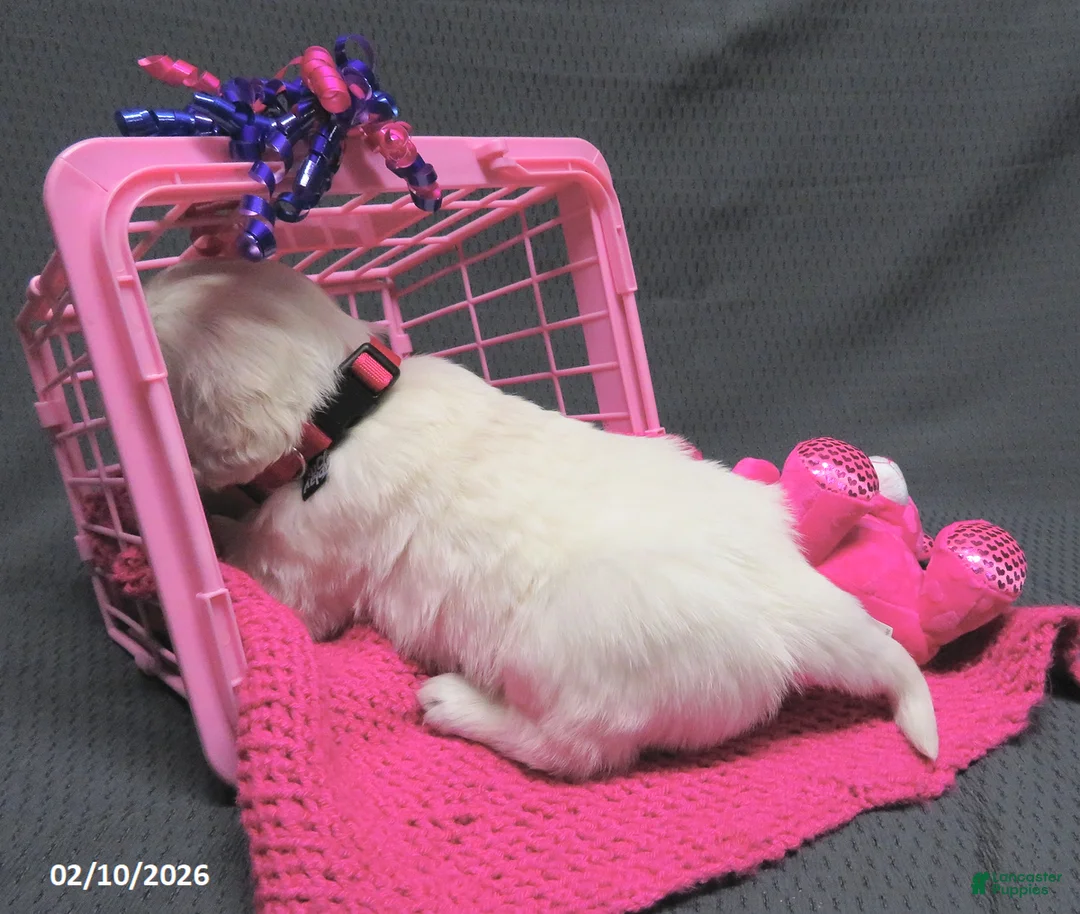 Golden Retriever dogs for sale: Missy - Ad 3