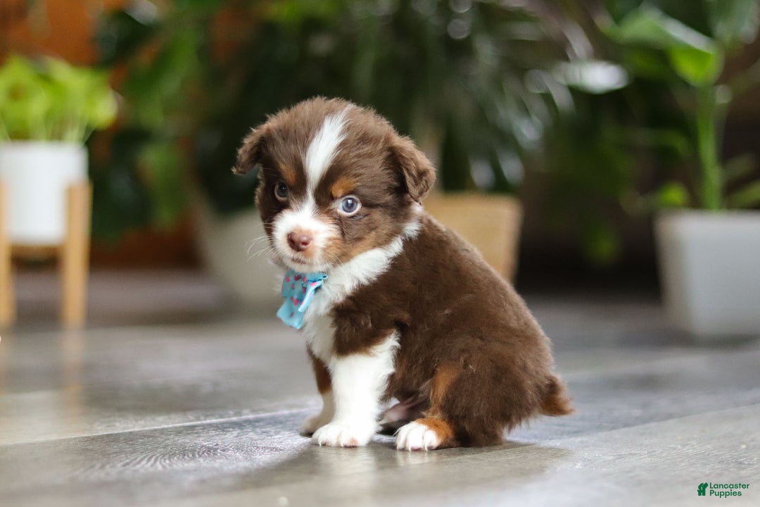 Miniature Australian Shepherd dogs for sale: Cadbury - Ad 8