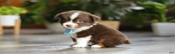Miniature Australian Shepherd dogs for sale: Cadbury - Ad 8