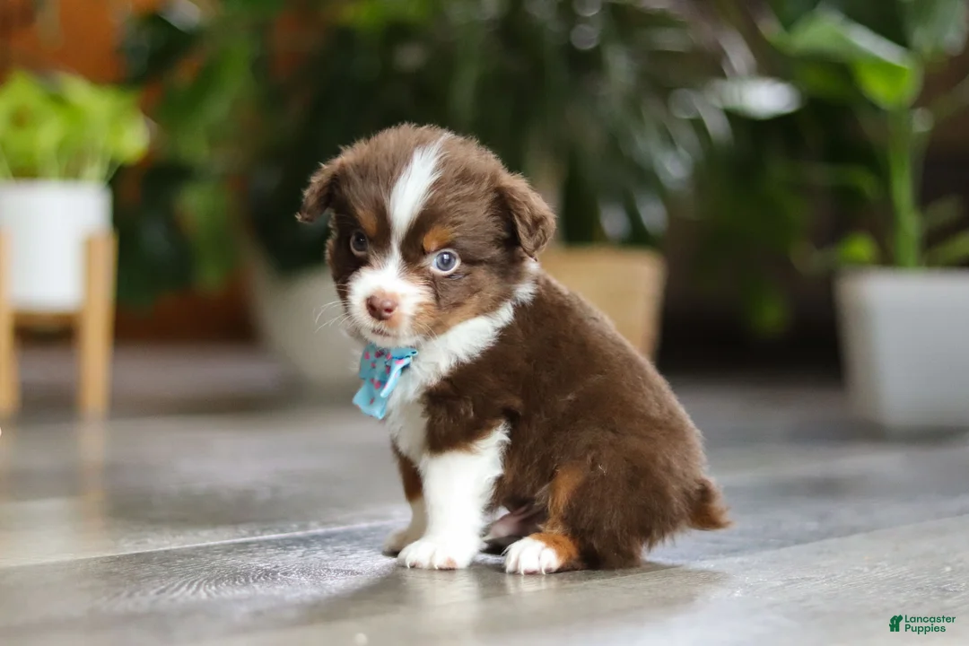 Miniature Australian Shepherd dogs for sale: Cadbury - Ad 8