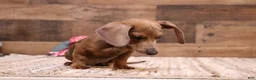 Miniature Dachshund dogs for sale: Shaggy smooth male - Ad 4