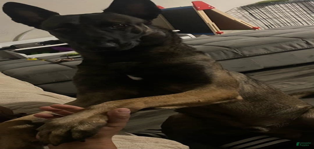 Gallery Image {{count}}