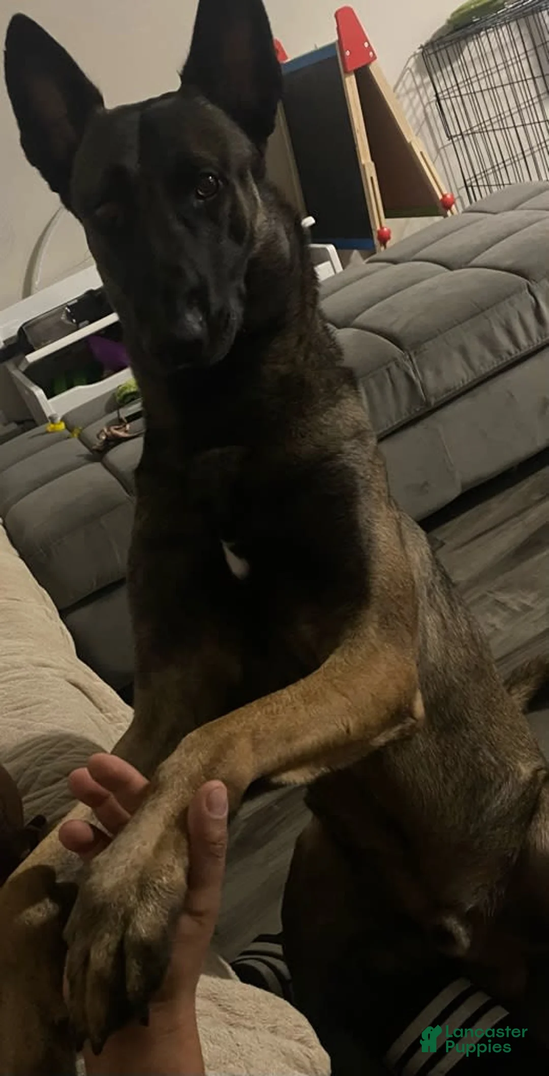 Gallery Image {{count}}