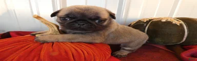 Pug 2 Trigger
