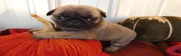 Pug dogs for sale: Pug 2 Trigger - Ad 1