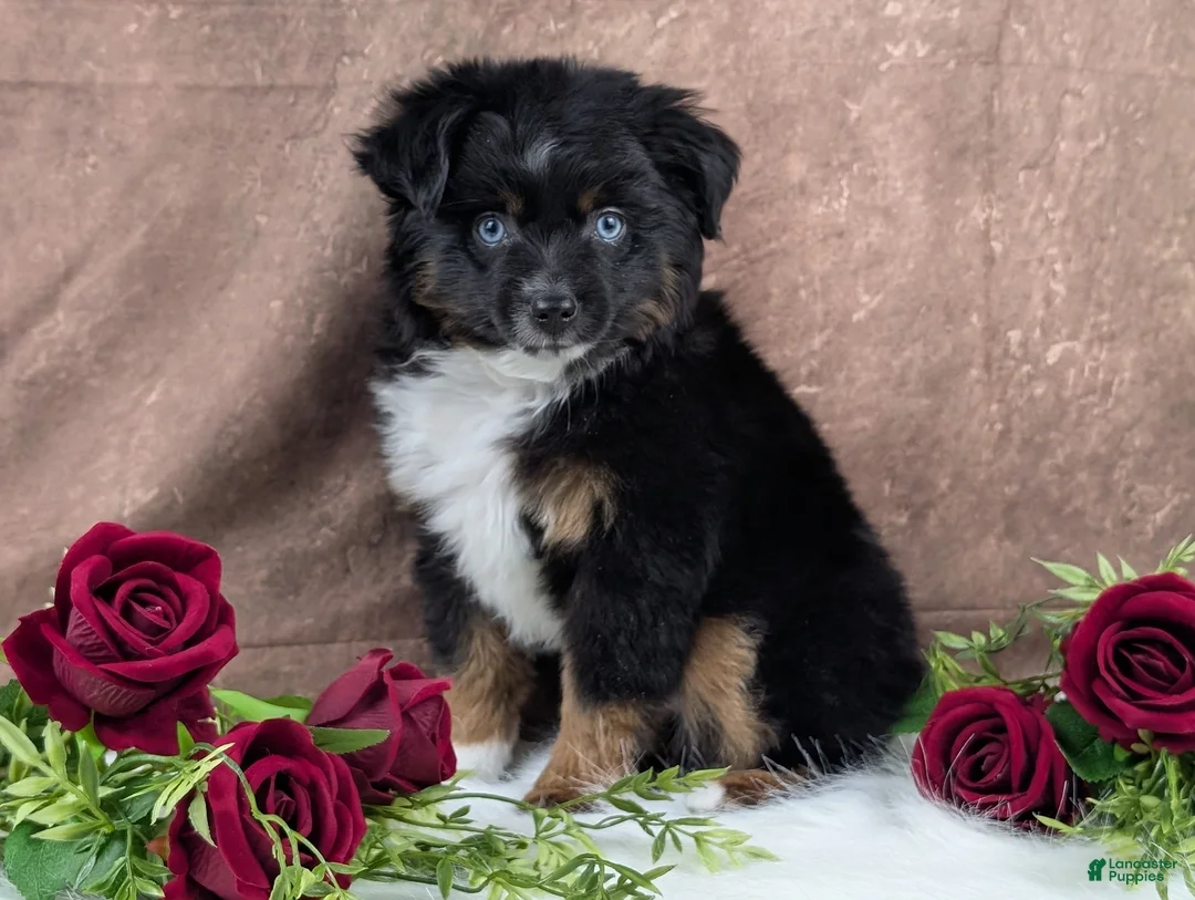 Toy Australian Shepherd dogs for sale: Banjo - Ad 6
